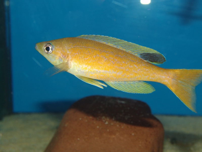Cyprichromis microlepidotus 'Kibige Island'